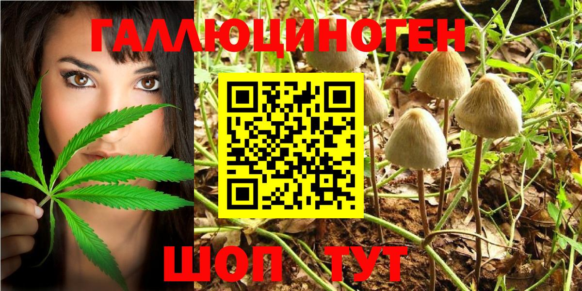 Галлюциногенные грибы Cubensis  Котовск  Псилоцибиновые грибы GOLDEN TEACHER 